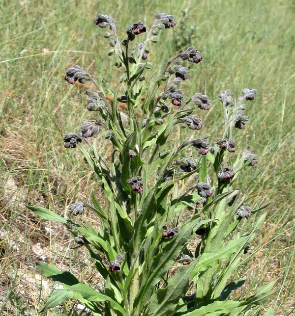Cynoglossum officinale